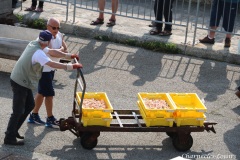 Port du Guilvinec - Déchargement des langoustines